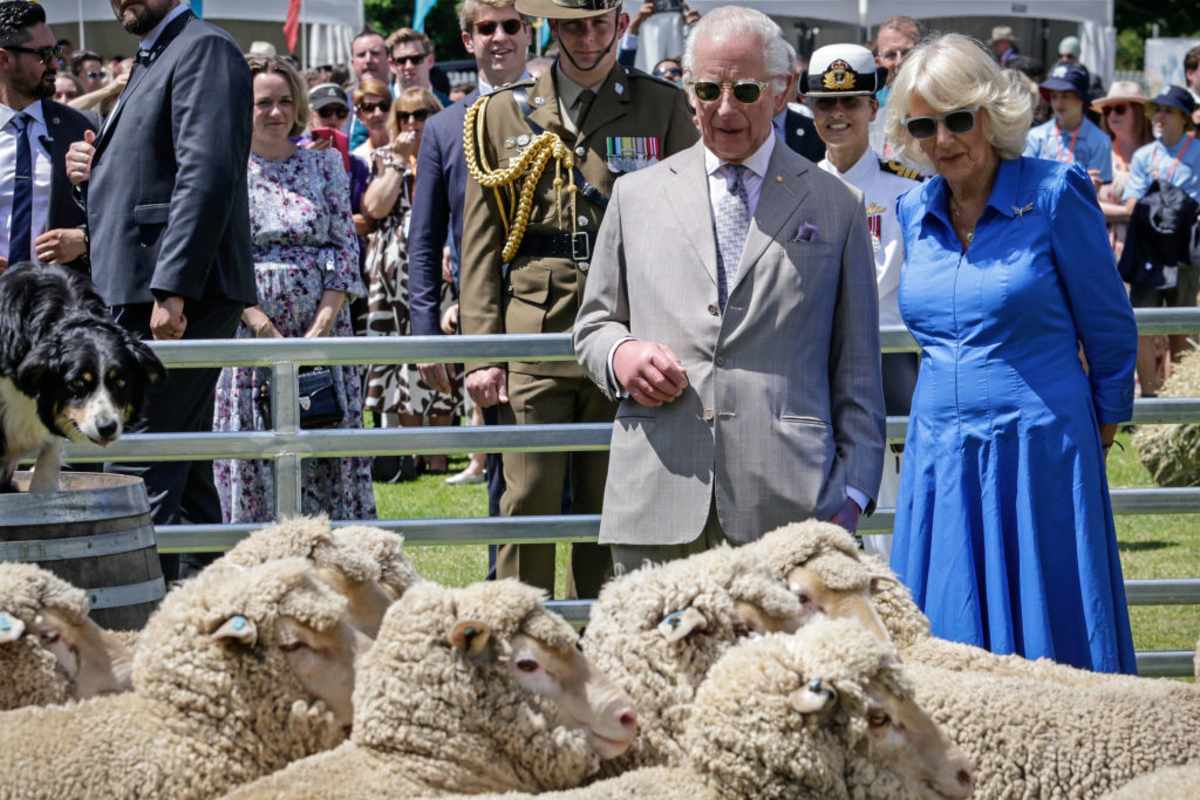 King Charles III and Queen Camilla view a sheep dog demonstration as they attend the Premier's Community BBQ on October 22, 2024 in Sydney, Australia. (Image Source: Getty Images | Photo by Brook Mitchell)