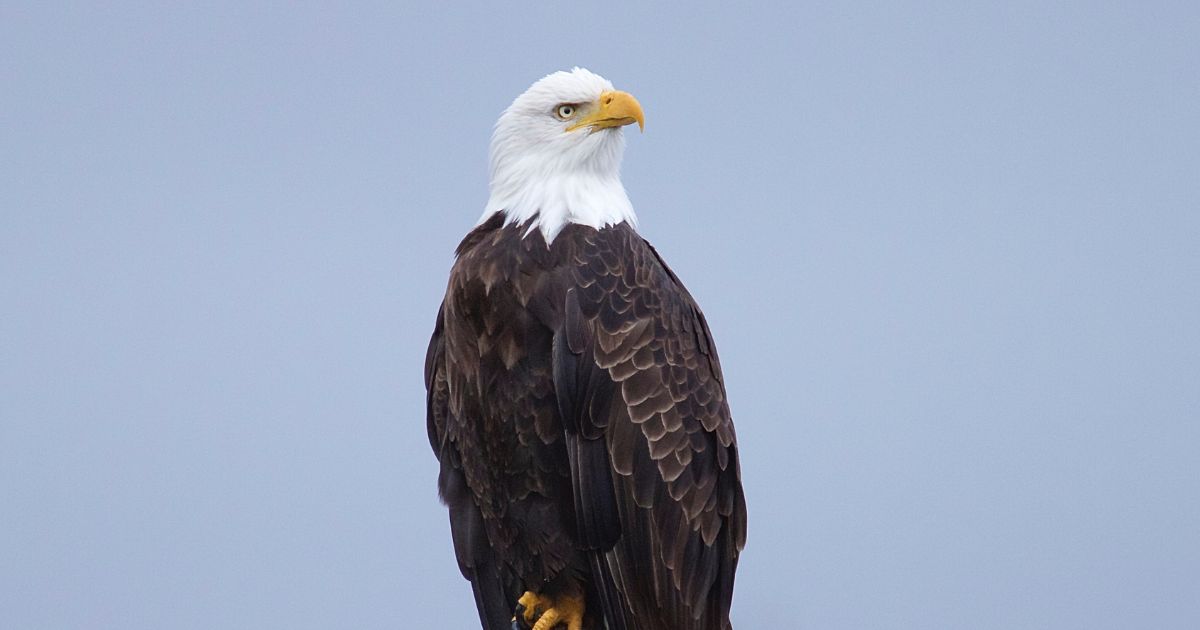 Joe Biden Signs Bill Making THIS the Official National Bird of U.S